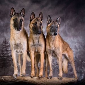 Meet your Posher, Winslow